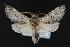  (Furcula cinereoides - LEP037850)  @14 [ ] Unspecified (default): All Rights Reserved  Unspecified Unspecified