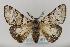 (Gynaephora rossii - LEP038067)  @14 [ ] Unspecified (default): All Rights Reserved  Unspecified Unspecified