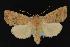  ( - CNCNoctuoidea13716)  @14 [ ] Unspecified (default): All Rights Reserved  Unspecified Unspecified