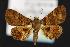  (Metalectra analis - CNCNoctuoidea13894)  @13 [ ] Unspecified (default): All Rights Reserved  Unspecified Unspecified