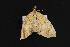  (Eulithis sp - LEP041290)  @13 [ ] Unspecified (default): All Rights Reserved  Unspecified Unspecified