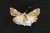  (Concana sp - LEP041996)  @13 [ ] Unspecified (default): All Rights Reserved  Unspecified Unspecified