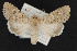  (Anarta antica - CNC LEP 00047451)  @14 [ ] Unspecified (default): All Rights Reserved  Unspecified Unspecified