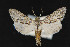  (Cucullia cucullioides - CNC LEP 00047467)  @15 [ ] Unspecified (default): All Rights Reserved  Unspecified Unspecified