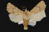  (Euxoa difformis group - CNC LEP 00047505)  @13 [ ] Unspecified (default): All Rights Reserved  Unspecified Unspecified