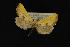  (Stiria sulphurea - NOC14049)  @12 [ ] Unspecified (default): All Rights Reserved  Unspecified Unspecified