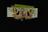  (Cobubatha sp. 2 nr. orthozona - NOC14076)  @13 [ ] Unspecified (default): All Rights Reserved  Unspecified Unspecified