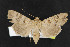  (Euxoa simulata - NOC14412)  @14 [ ] Unspecified (default): All Rights Reserved  Unspecified Unspecified