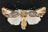  (Admetovis similaris - NOC14631)  @14 [ ] Unspecified (default): All Rights Reserved  Unspecified Unspecified