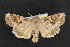  (Trichordestra dodii - NOC14640)  @15 [ ] Unspecified (default): All Rights Reserved  Unspecified Unspecified