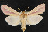  (Dargida rubripennis - NOC14655)  @14 [ ] Unspecified (default): All Rights Reserved  Unspecified Unspecified