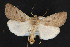  (Anicla tenuescens - NOC14679)  @14 [ ] Unspecified (default): All Rights Reserved  Unspecified Unspecified
