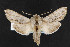  (Cucullia albida - NOC14702)  @15 [ ] Unspecified (default): All Rights Reserved  Unspecified Unspecified