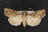  (Euxoa agema - NOC14747)  @14 [ ] Unspecified (default): All Rights Reserved  Unspecified Unspecified