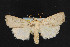  (Euxoa spumata - NOC14781)  @14 [ ] Unspecified (default): All Rights Reserved  Unspecified Unspecified