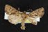  (Oligia tusa - NOC14810)  @14 [ ] Unspecified (default): All Rights Reserved  Unspecified Unspecified