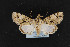  (Concana mundissima - CNC LEP00054249)  @14 [ ] Unspecified (default): All Rights Reserved  Unspecified Unspecified