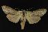  (Cucullia similaris - NOC14227)  @14 [ ] Unspecified (default): All Rights Reserved  Unspecified Unspecified