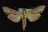  (Cucullia similaris - NOC14229)  @14 [ ] Unspecified (default): All Rights Reserved  Unspecified Unspecified