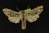  (Cucullia strigata - NOC14232)  @14 [ ] Unspecified (default): All Rights Reserved  Unspecified Unspecified