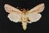  (Dargida rubripennis - NOC14656)  @14 [ ] Unspecified (default): All Rights Reserved  Unspecified Unspecified