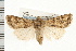  ( - CNC LEP00053176)  @14 [ ] CreativeCommons - Attribution (2008) Unspecified Centre for Biodiversity Genomics