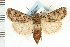  (Euxoa dodi - CNC LEP00053179)  @15 [ ] CreativeCommons - Attribution (2008) Unspecified Centre for Biodiversity Genomics