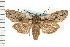  ( - CNC LEP00053181)  @15 [ ] CreativeCommons - Attribution (2008) Unspecified Centre for Biodiversity Genomics