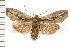  ( - CNC LEP00053183)  @15 [ ] CreativeCommons - Attribution (2008) Unspecified Centre for Biodiversity Genomics