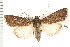  ( - CNC LEP00053196)  @11 [ ] CreativeCommons - Attribution (2008) Unspecified Centre for Biodiversity Genomics