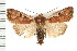 (Euxoa costata - CNC LEP00053199)  @14 [ ] CreativeCommons - Attribution (2008) Unspecified Centre for Biodiversity Genomics
