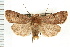  ( - CNC LEP00053208)  @11 [ ] CreativeCommons - Attribution (2008) Unspecified Centre for Biodiversity Genomics