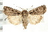  ( - CNC LEP00053228)  @14 [ ] CreativeCommons - Attribution (2008) Unspecified Centre for Biodiversity Genomics