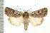  ( - CNC LEP00053229)  @14 [ ] CreativeCommons - Attribution (2008) Unspecified Centre for Biodiversity Genomics