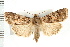  (Euxoa lillooet - CNC LEP00053257)  @15 [ ] CreativeCommons - Attribution (2008) Unspecified Centre for Biodiversity Genomics
