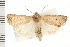  ( - CNC LEP00053258)  @14 [ ] CreativeCommons - Attribution (2008) Unspecified Centre for Biodiversity Genomics