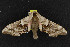  ( - NOC15031)  @12 [ ] Unspecified (default): All Rights Reserved  Unspecified Unspecified