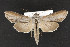  (Cucullia omissa - CNC LEP00052307)  @13 [ ] Unspecified (default): All Rights Reserved  Unspecified Unspecified