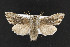  (Cucullia pulla - CNC LEP00052347)  @15 [ ] Unspecified (default): All Rights Reserved  Unspecified Unspecified