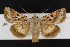  (Trichordestra rugosa - CNC LEP00052896)  @14 [ ] Unspecified (default): All Rights Reserved  Unspecified Unspecified