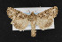  (Anarta obesula - CNC LEP00052954)  @14 [ ] Unspecified (default): All Rights Reserved  Unspecified Unspecified
