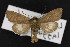  (Lasionycta lagganata - CNC LEP00052967)  @14 [ ] Unspecified (default): All Rights Reserved  Unspecified Unspecified