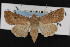  (Protorthodes ustulata - CNC LEP00053011)  @14 [ ] Unspecified (default): All Rights Reserved  Unspecified Unspecified