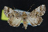  (Concana splendens - NOC15052)  @14 [ ] Unspecified (default): All Rights Reserved  Unspecified Unspecified
