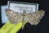 (Bleptina n. sp. 4 - NOC15088)  @14 [ ] Unspecified (default): All Rights Reserved  Unspecified Unspecified