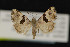  (Cobubatha sp. 1 nr. orthozona - NOC15178)  @13 [ ] Unspecified (default): All Rights Reserved  Unspecified Unspecified