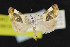  (Tarache arida - NOC15185)  @14 [ ] Unspecified (default): All Rights Reserved  Unspecified Unspecified