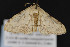  (Semaeopus gracilata - CNCLEP00054539)  @13 [ ] CreativeCommons - Attribution Non-Commercial Share-Alike (2016) Unspecified Unspecified