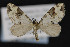  (Psaliodes sp - CNCLEP00054585)  @14 [ ] CreativeCommons - Attribution Non-Commercial Share-Alike (2016) Unspecified Unspecified