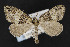  (Hydriomena transfigurata - CNCLEP00057711)  @15 [ ] CreativeCommons - Attribution Non-Commercial Share-Alike (2016) Unspecified Unspecified